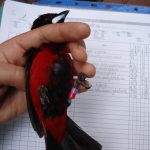 ramphocelus-dimidiatus